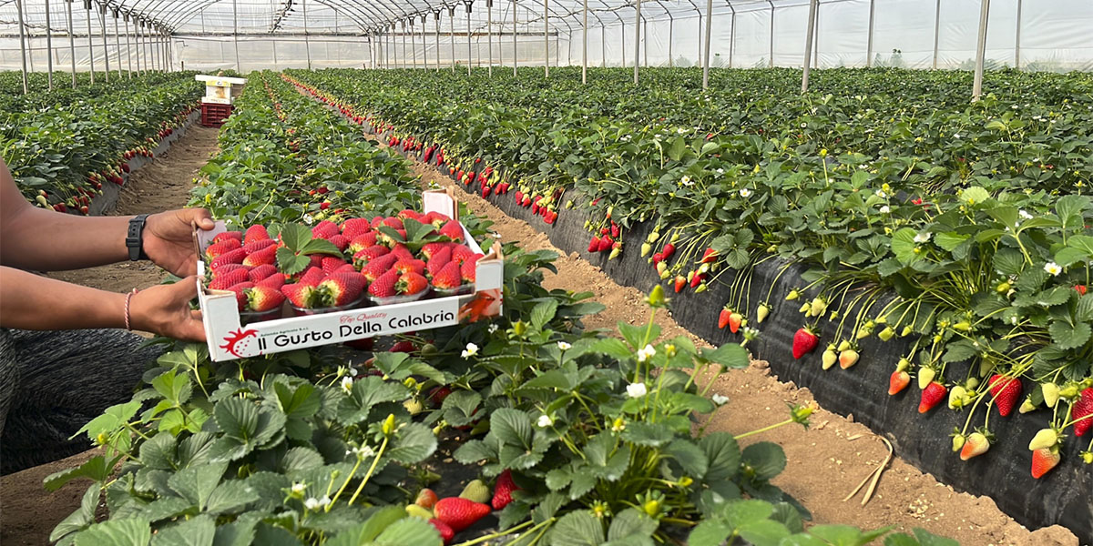 Periodo di trapianti per la fragola: l’importanza della radicazione e della fioritura